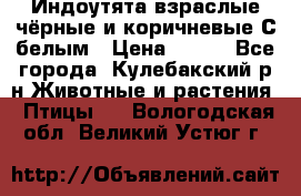 Индоутята взраслые чёрные и коричневые С белым › Цена ­ 450 - Все города, Кулебакский р-н Животные и растения » Птицы   . Вологодская обл.,Великий Устюг г.